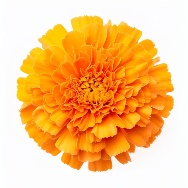 marigold white background isolated