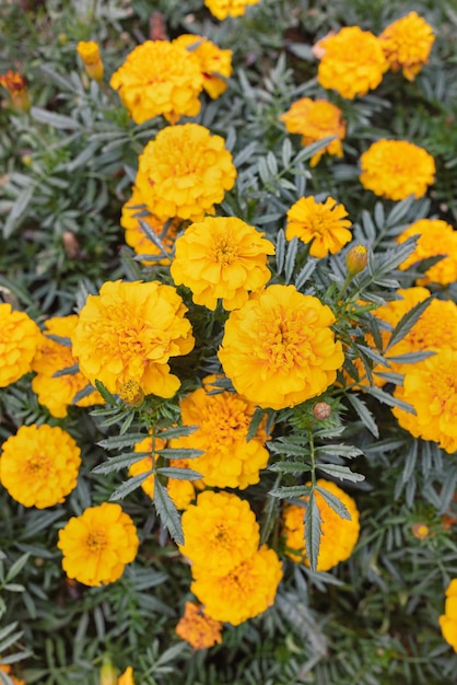 Marigold yellow summer flower or tagetes background