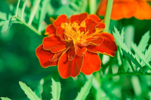 Marigold or zendu flowers with green leaf Red marigolds in garden