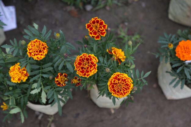 Photo marigold