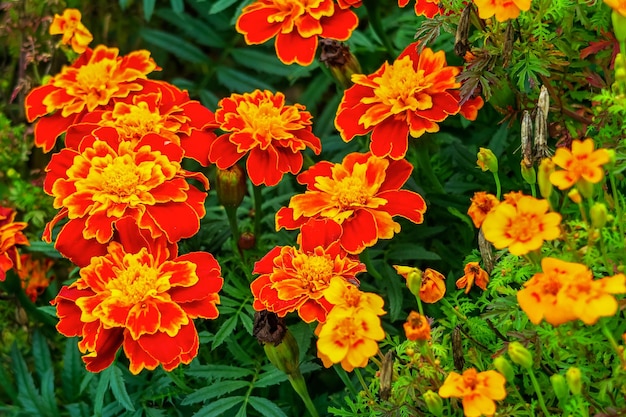 marigolds bloom on a bed in a flower garden. cultivation of flowers concept