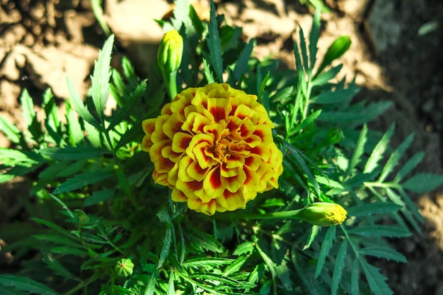 marigolds bloom on a bed in a flower garden cultivation of flowers concept