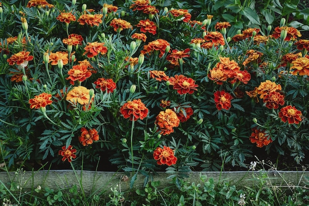 Marigolds flowering border in the flower garden