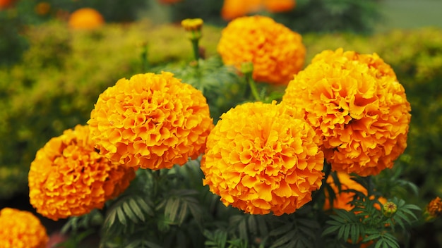 marigolds in the garden with evening sunlight