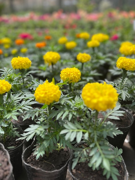 Photo marigolds for sale yellow flowers