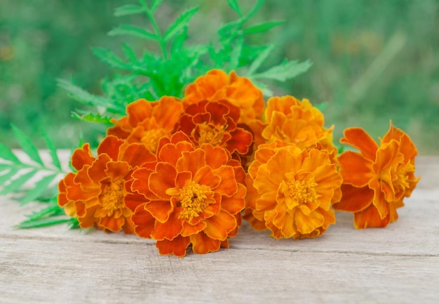 Marigolds or Tagetes erecta Marigold on a wooden table Empty space for text