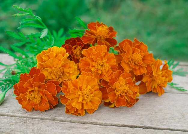 Marigolds or Tagetes erecta Marigold on a wooden table Empty space for text