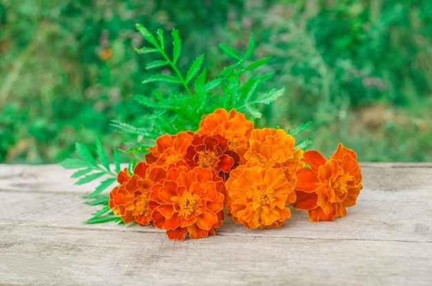 Marigolds or Tagetes erecta Marigold on a wooden table