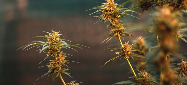 Marijuana buds on branches in the flowering stage