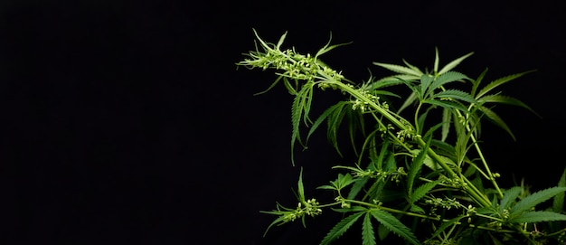 Marijuana Bush with seeds on black. Growing marijuana in the home , the ripened hemp