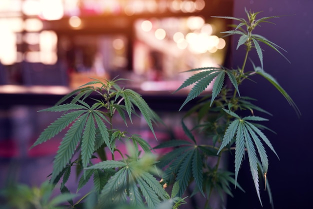 Marijuana cannabis leaf on a blurred background of a city cafe at sunny day