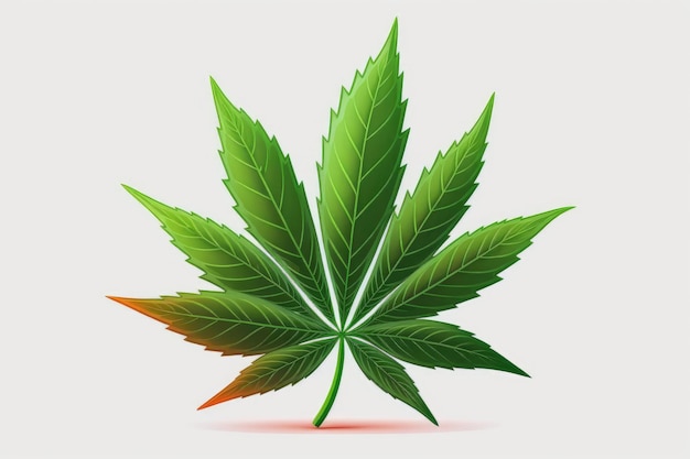 Marijuana or cannabis leaf on a white background