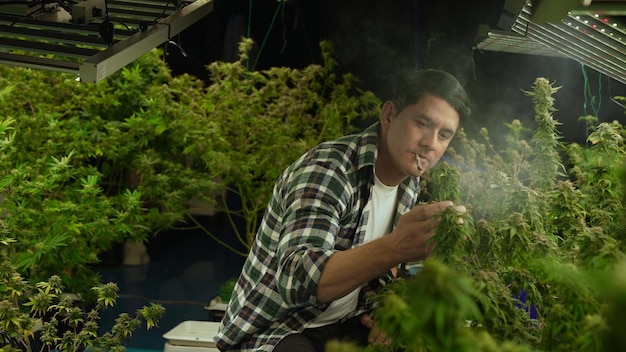 Marijuana farmer smoking rolled marijuana weed joint in curative marijuana farm for recreation or testing examination of his own marijuana quality