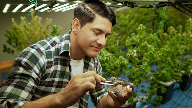 Marijuana farmer tests marijuana buds in curative marijuana farm before harvesting to produce marijuana products