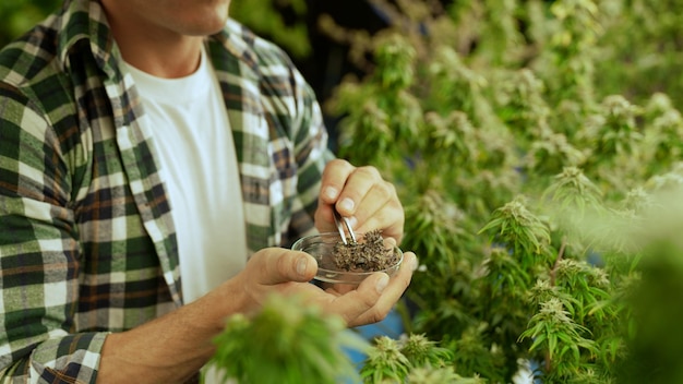 Marijuana farmer tests marijuana buds in curative marijuana farm