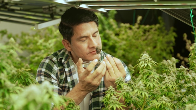 Marijuana farmer tests marijuana buds in curative marijuana farm