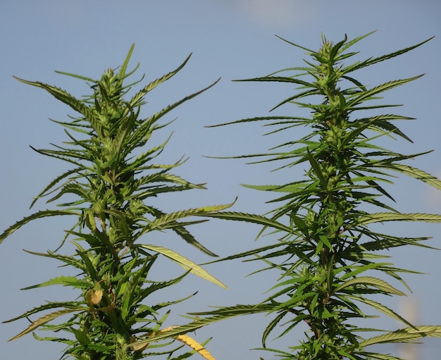 Marijuana inflorescences in flowering phase close up