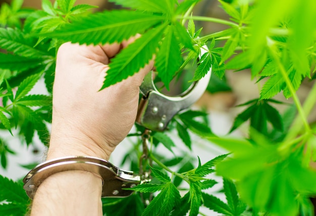 Marijuana is illegal Hand in handcuffs against the background of growing marijuana