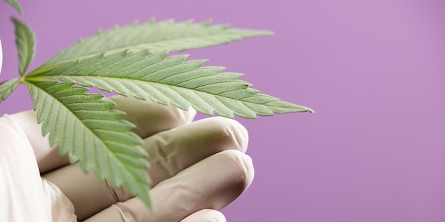 marijuana leaf in hand with white gloves purple lab background