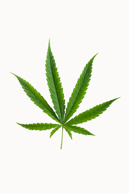 Marijuana leaf isolated on white background clipping path