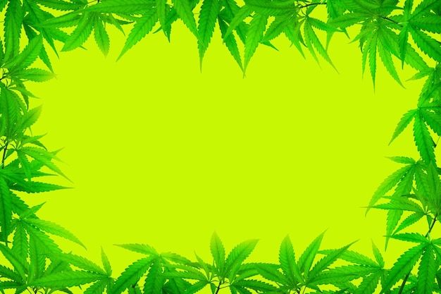 marijuana leaf photo frame Herbs on a green background