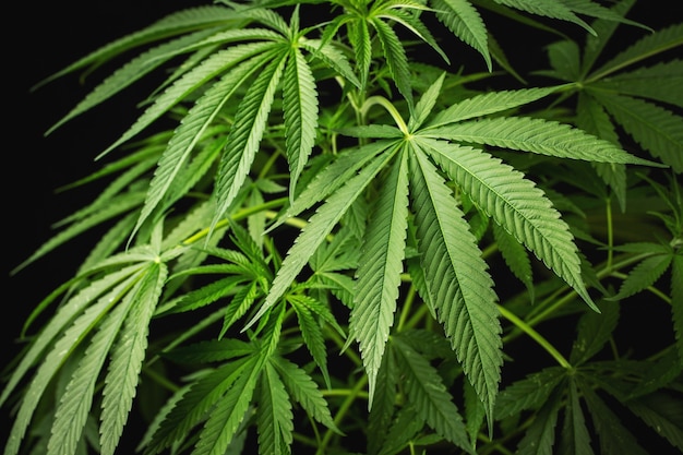 Marijuana leaves, cannabis on a dark background, beautiful background, indoor cultivation.