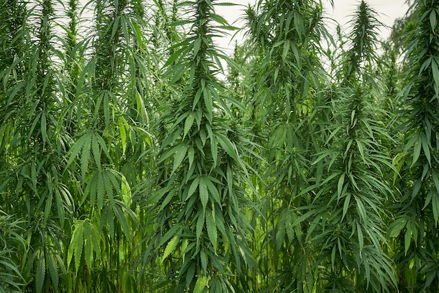 Marijuana leaves cannabis plants in the farm background