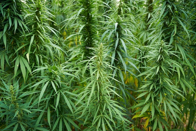 Marijuana leaves cannabis plants in the farm background