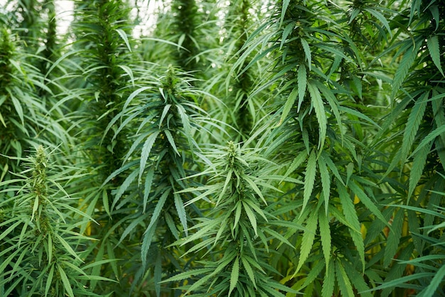 Marijuana leaves cannabis plants in the farm background