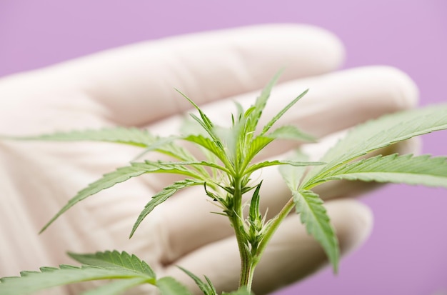 marijuana plant agronomist engineer with gloves checks the evolution purple backgroun