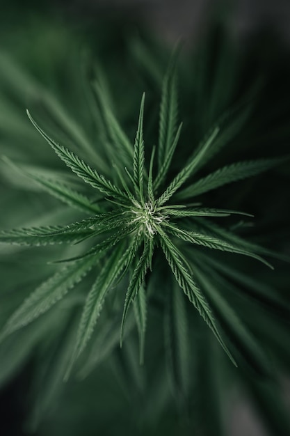 Marijuana plant background