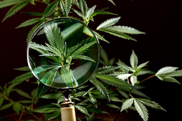 marijuana plant seen with magnifying glass black background