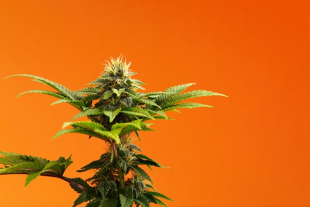 Marijuana plants long banner Beautiful tropical cannabis background New look on agricultural strain of hemp Vibrant exotic cannabis with leaves and buds on orange colors