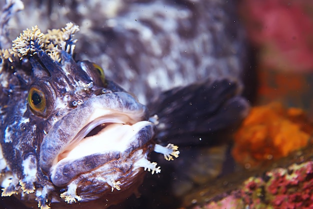 marine animals underwater photo