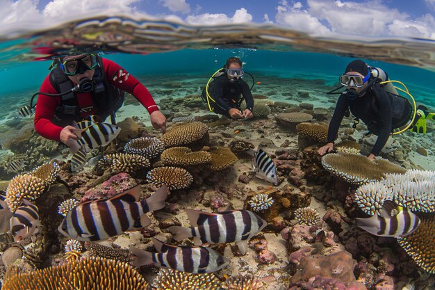 Photo marine biologists studying coral reef with tropical fish swimming around