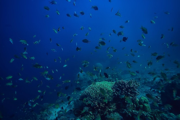 marine ecosystem underwater view / blue ocean wild nature in the sea, abstract background