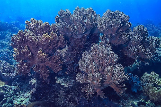 marine ecosystem underwater view / blue ocean wild nature in the sea, abstract background