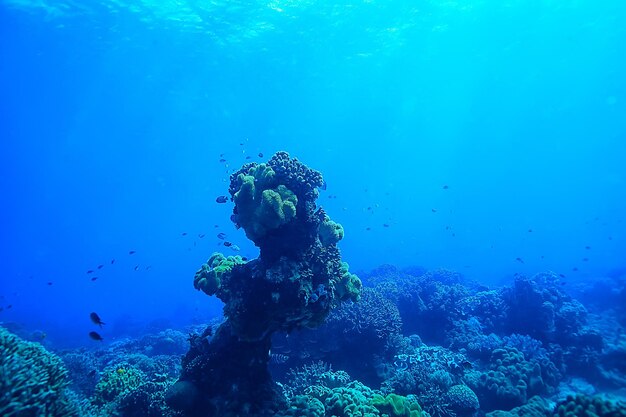 marine ecosystem underwater view / blue ocean wild nature in the sea, abstract background