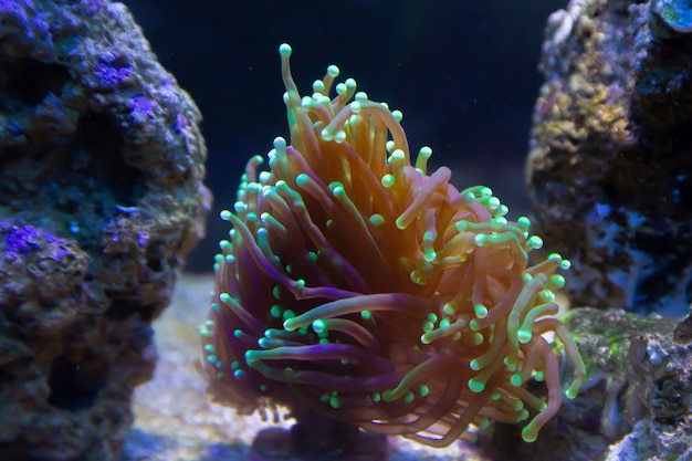 Marine Fish in reef aquarium and live rock