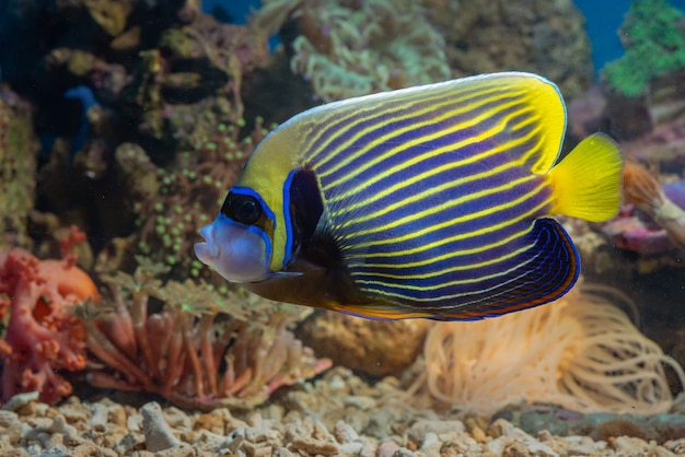 Marine fish with beautiful colors