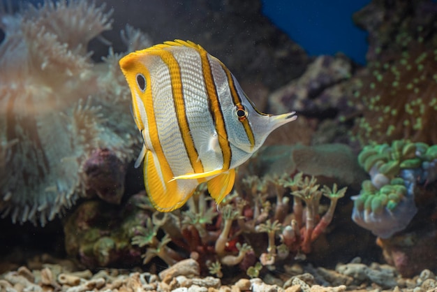 Marine fishes with beautiful corals