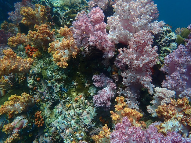 Marine life under sea water