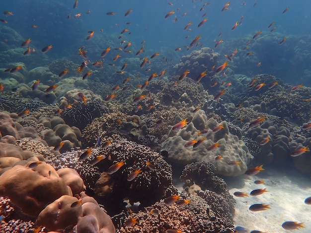 Marine life under sea water