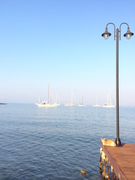 Marine scenery with sailing boats