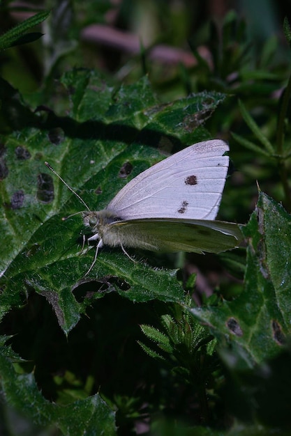 Mariposa