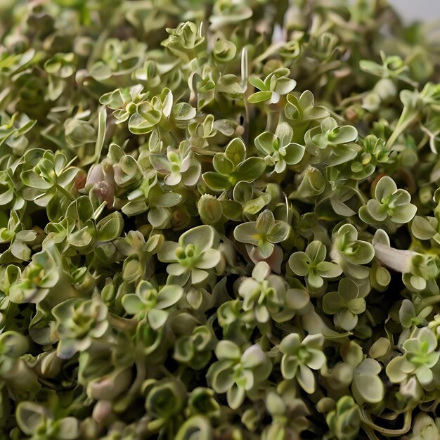 Photo marjoram dried gnearated by ai