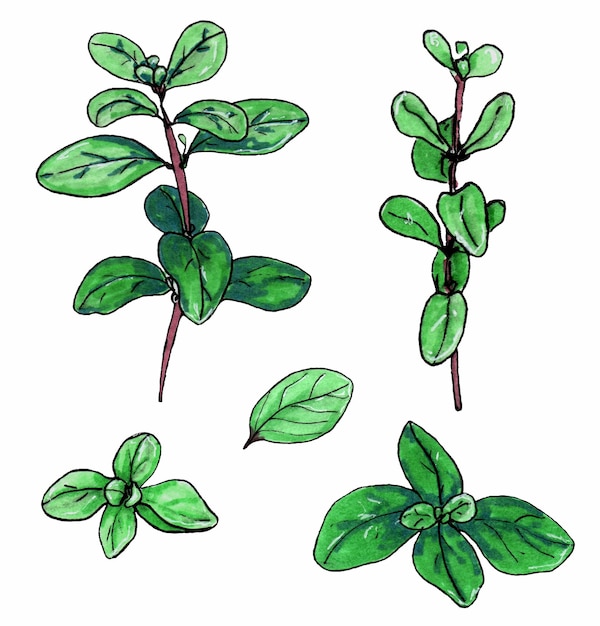 Marjoram green herb branches with green leaves Isolated on white background Marker hand drawn Botanical sketch