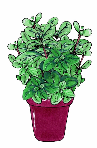 Marjoram herb branches with green leaves Marjoram in brown clay pot Isolated on white background Marker hand drawn sketch Botanical sketch