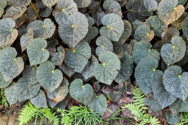 Market for sale plant in pots