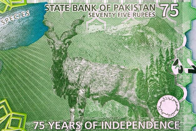 Markhor goat with landscape behind from Pakistani money